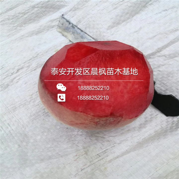 2018年3公分杏樹苗出售基地
