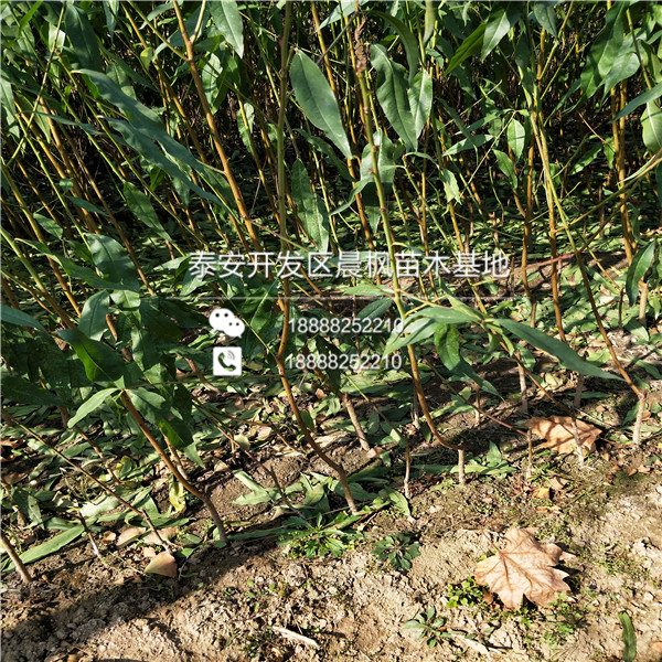 泰山紅石榴苗多少錢一棵、泰山紅石榴苗價格