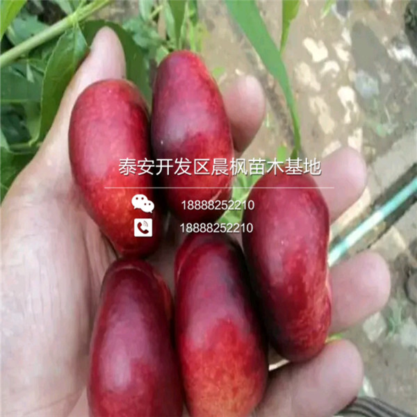 2018年凱特杏樹苗價(jià)格、凱特杏樹苗、凱特杏樹苗出售價(jià)格