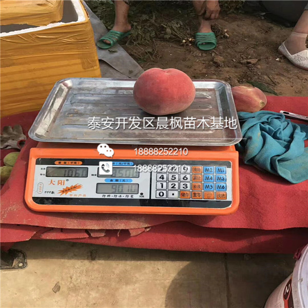 18年軟籽石榴苗基地、哪里有賣(mài)軟籽石榴苗