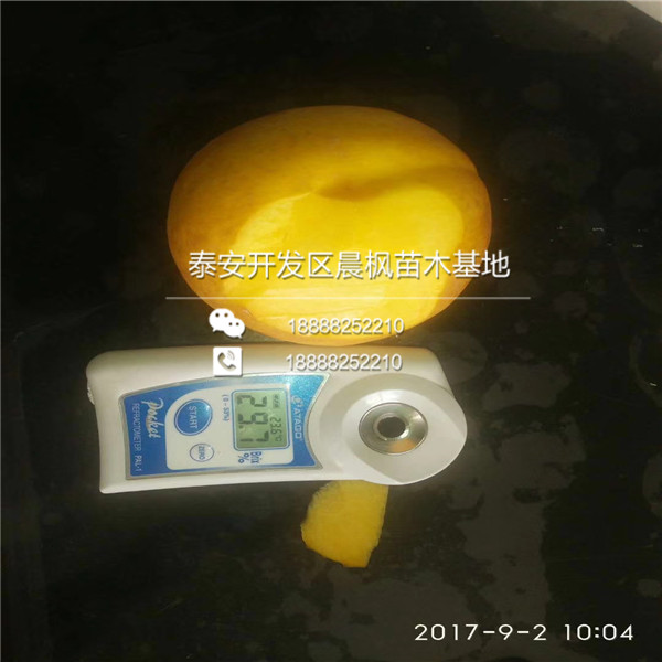 2018年1公分無花果樹苗出售基地