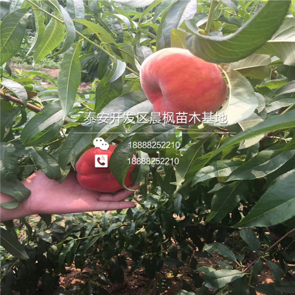 2018年3公分杏樹苗出售基地