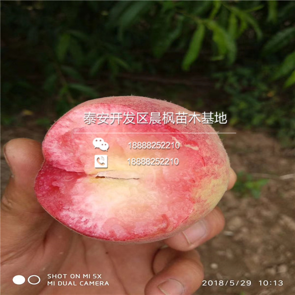 泰山紅石榴苗多少錢一棵、泰山紅石榴苗價格