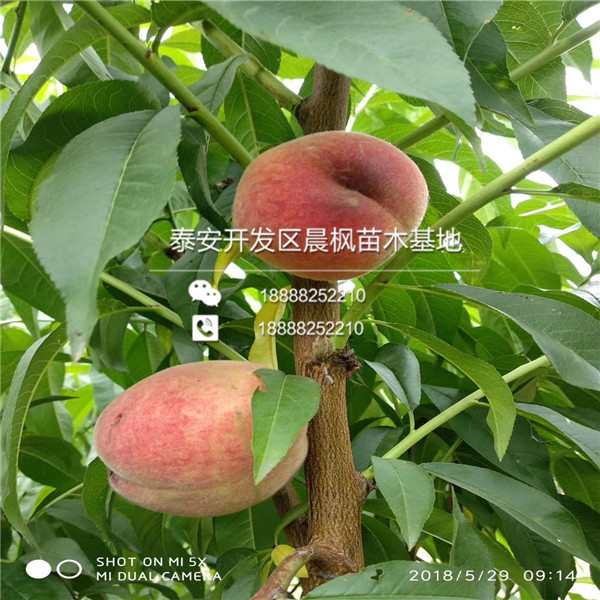 2018年3公分杏樹苗出售基地