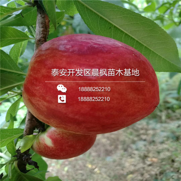 2018年凱特杏樹苗價(jià)格、凱特杏樹苗、凱特杏樹苗出售價(jià)格