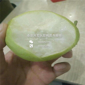 仲巴縣五個(gè)梨樹(shù)價(jià)格、仲巴縣五個(gè)梨樹(shù)價(jià)格、仲巴縣五個(gè)梨樹(shù)批發(fā)價(jià)格