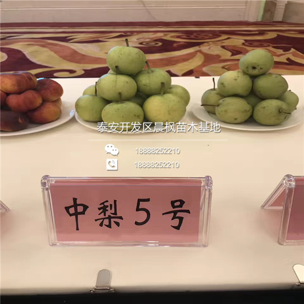 台湾基隆信义五个梨树上车价格多少
