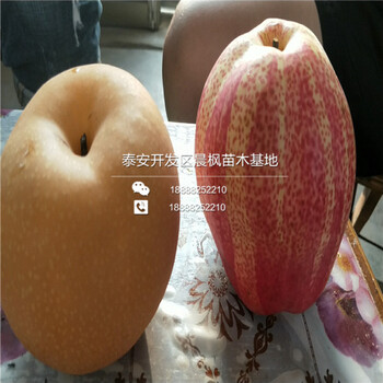 河北保定南七個梨樹價格