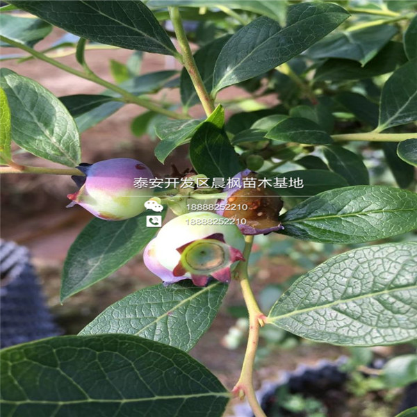 批发一年苗蓝莓苗价格、北京一年苗蓝莓苗价格