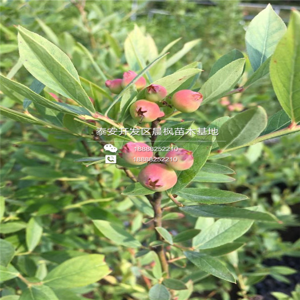 茄子河蓝莓苗出售价格多少、茄子河蓝莓苗出售价格多少、茄子河蓝莓苗出售价格多少