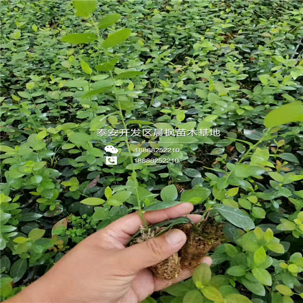 批发地栽蓝莓苗价格、陕西地栽蓝莓苗价格