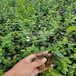 卢氏县蓝莓苗出售价格多少、卢氏县蓝莓苗出售价格多少、卢氏县蓝莓苗出售价格多少