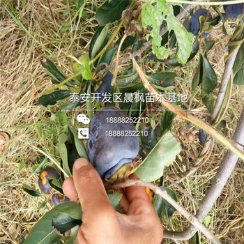 固始縣柿子苗批發(fā)價格、固始縣柿子苗批發(fā)價格、固始縣柿子苗批發(fā)價格