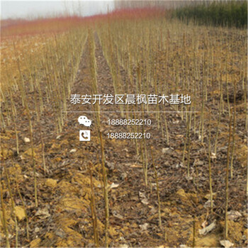 矮化紅燈櫻桃樹、矮化紅燈櫻桃樹出售基地