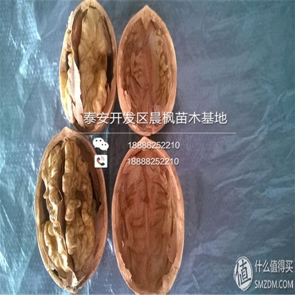 2公分無(wú)花果樹苗報(bào)價(jià)、2公分無(wú)花果樹苗價(jià)格