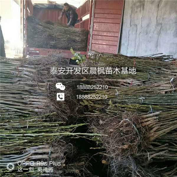 紅瑪瑙石榴苗幾年結(jié)果、紅瑪瑙石榴苗基地