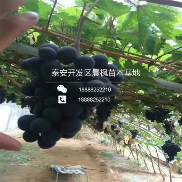 淮南龙眼葡萄苗价格淮南龙眼葡萄苗批发淮南龙眼葡萄苗批发价格