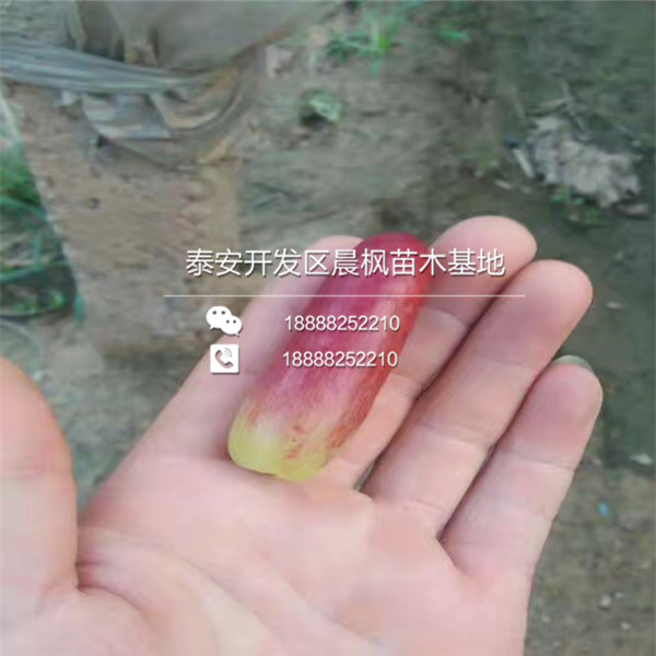 山東蜜光葡萄苗價(jià)格山東蜜光葡萄苗價(jià)格山東蜜光葡萄苗價(jià)格