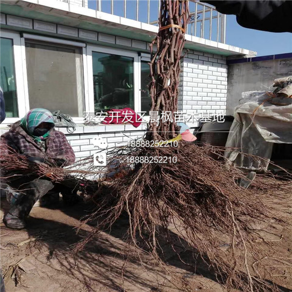 红国王葡萄苗种植红国王葡萄苗管理红国王葡萄苗怎么种植管理