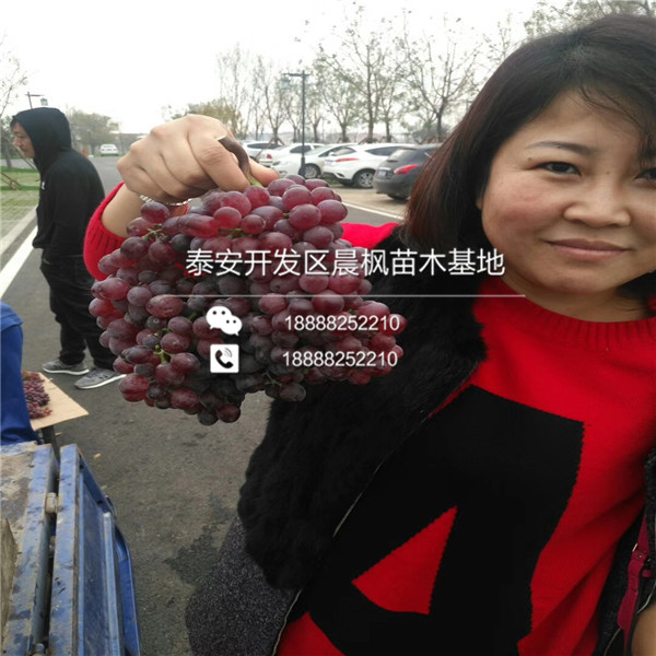 山西玫瑰葡萄苗價(jià)格