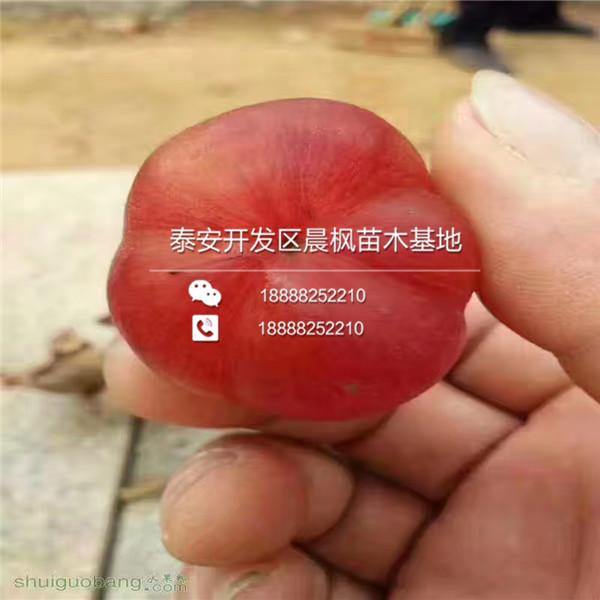 山西玫瑰葡萄苗價(jià)格