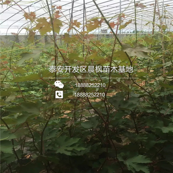 茉莉香葡萄苗價格茉莉香葡萄苗多少錢一棵
