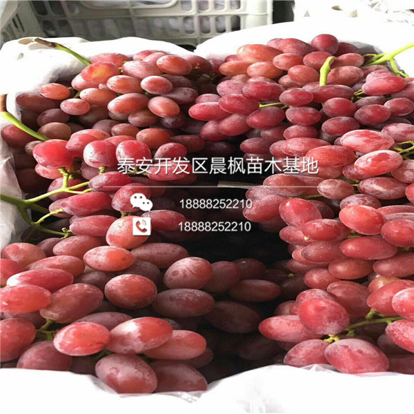 山東蜜光葡萄苗價(jià)格山東蜜光葡萄苗價(jià)格山東蜜光葡萄苗價(jià)格