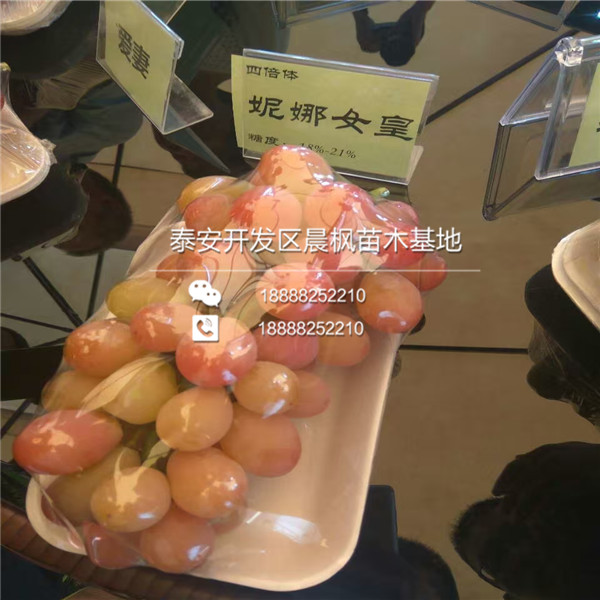 晨光葡萄苗出售價格晨光葡萄苗出售價格晨光葡萄苗出售價格