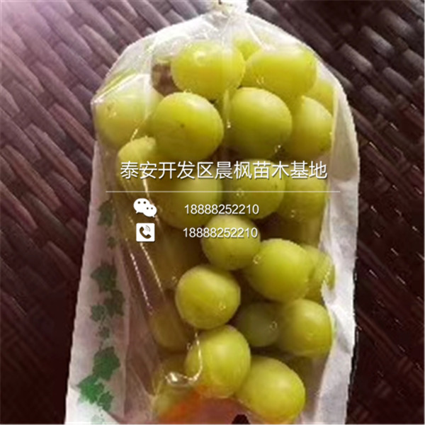 晨光葡萄苗出售價格晨光葡萄苗出售價格晨光葡萄苗出售價格