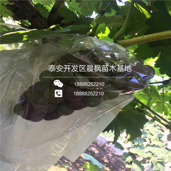 晨光葡萄苗出售價格晨光葡萄苗出售價格晨光葡萄苗出售價格