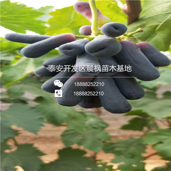 山西玫瑰葡萄苗價(jià)格