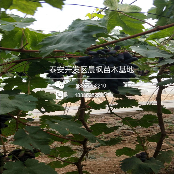山東蜜光葡萄苗價(jià)格山東蜜光葡萄苗價(jià)格山東蜜光葡萄苗價(jià)格