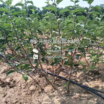 大同蘋果苗價(jià)格一棵的、大同蘋果苗價(jià)格一棵的、大同蘋果苗價(jià)格一棵的
