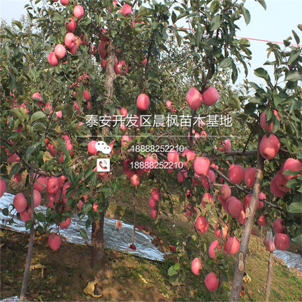 短枝红将军苹果苗价格品种多少钱短枝红将军苹果苗品种介绍一棵价格