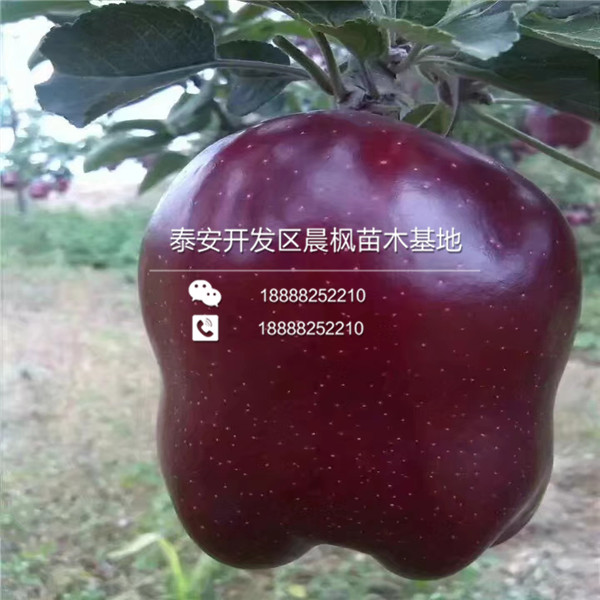 宁阳县苹果苗价格一棵的、宁阳县苹果苗价格一棵的、宁阳县苹果苗价格一棵的