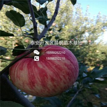 新品種果肉全紅紅肉蘋果苗出售價(jià)格是多少