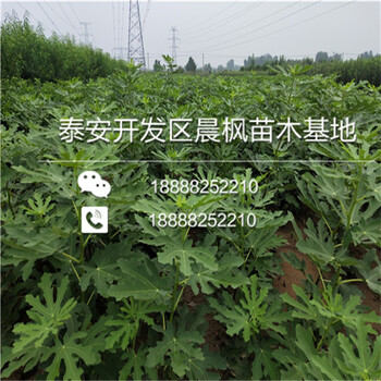 日本紫果無(wú)花果苗、日本紫果無(wú)花果苗多少錢(qián)一棵