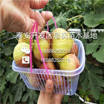 2018年紫色波爾多無(wú)花果苗、2018年紫色波爾多無(wú)花果苗哪家買