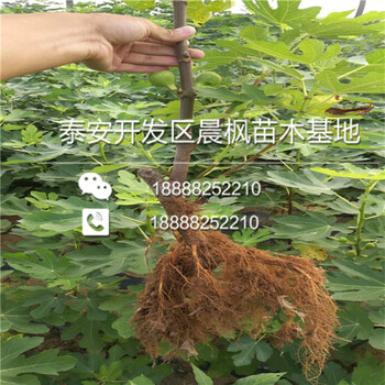 早黃無花果苗裝車價格