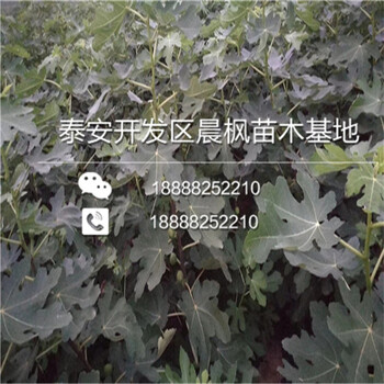 波姬红无花果苗价格多少占地波姬红无花果苗多少钱