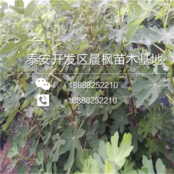 煙臺寶貝無花果苗批發(fā)什么價格今年煙臺寶貝無花果苗批發(fā)價格