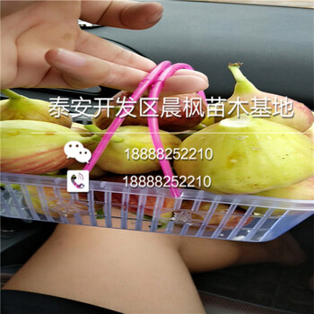 C47無花果苗多少錢一棵、C47無花果苗價格