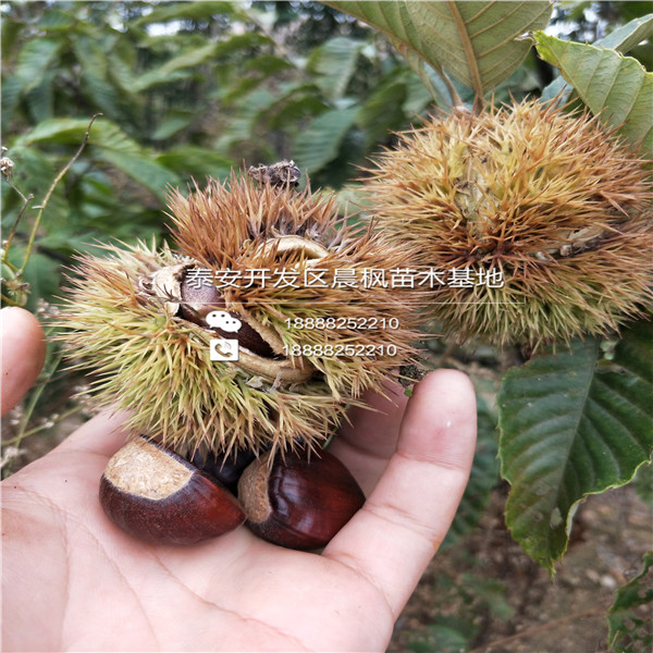 紅瑪瑙石榴苗多少錢一棵2018年紅瑪瑙石榴苗一棵多少錢