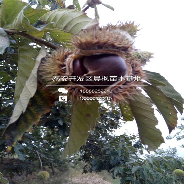 紅瑪瑙石榴苗多少錢一棵2018年紅瑪瑙石榴苗一棵多少錢