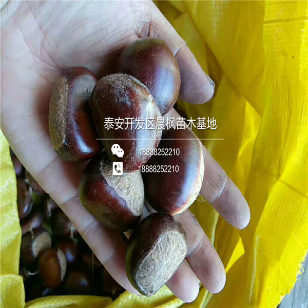 紅瑪瑙石榴苗多少錢一棵2018年紅瑪瑙石榴苗一棵多少錢