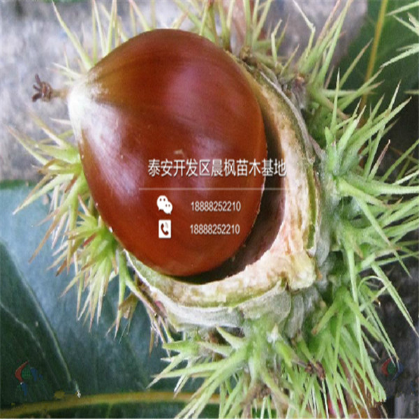 紅瑪瑙石榴苗多少錢一棵2018年紅瑪瑙石榴苗一棵多少錢