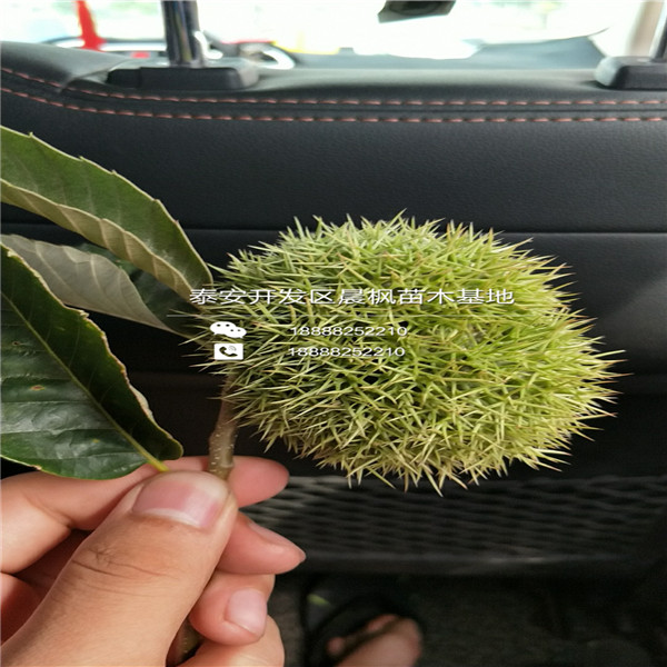 紅瑪瑙石榴苗多少錢一棵2018年紅瑪瑙石榴苗一棵多少錢