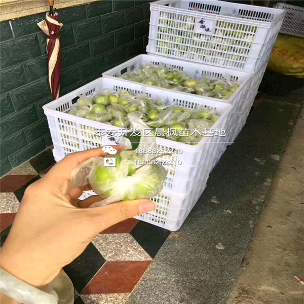 矮化紅瑪瑙石榴苗、矮化紅瑪瑙石榴苗出售基地