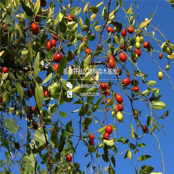 矮化紅瑪瑙石榴苗、矮化紅瑪瑙石榴苗出售基地