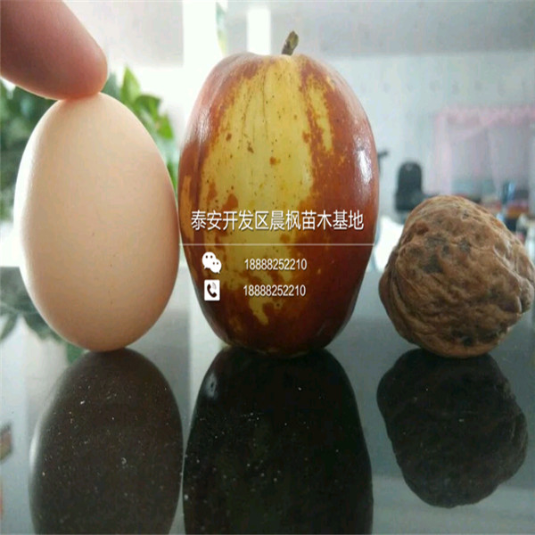 矮化紅瑪瑙石榴苗、矮化紅瑪瑙石榴苗出售基地